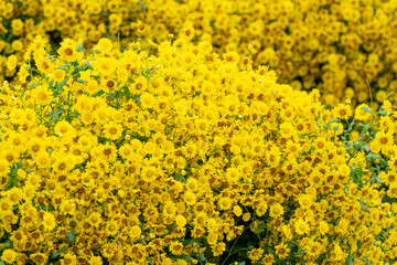 Yellow Chrysanthemum pattern background in farm