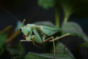 mantis on a leaf