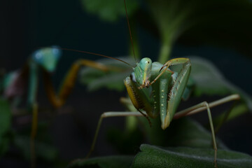 mantis on a leaf