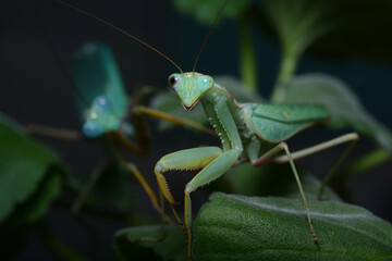 mantis on a leaf