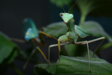 mantis on a leaf