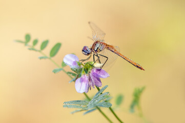 The dragonfly in the dew in the early morning dries its wings in the meadow