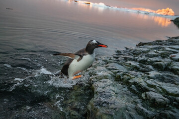 penguin on the rocks