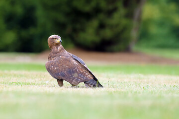 The steppe eagle (Aquila nipalensis) sitting on the ground on the grass. Big eagle in green.