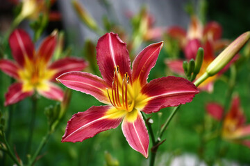 Fototapeta premium Fresh beautiful flower of a hemerocallis with bright purple-yellow petals against the background of other flower.