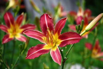 Fresh beautiful flower of a hemerocallis with bright purple-yellow petals against the background of other flower.