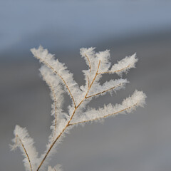 Frosted branch. Close up. Unfocused background.