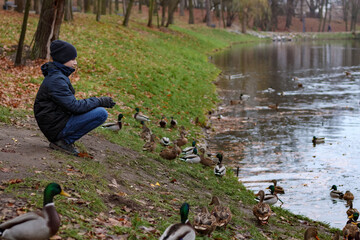 Boy feeding wild Mallard ducks on shore near the city lake in cold autumn.