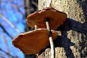 duel in nature, photo of a young tree branch penetrating the bodies of fungi parasitizing on a tree...