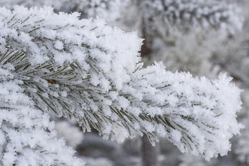 Frosted pine branch. Close up. Unfocused background.