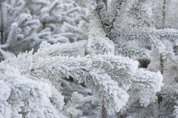 Frosted pine branch. Close up.