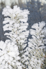 Bright  frosted pine branch. Close up.  Unfocused background.