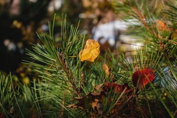 Autumn yellow leaves lie on green pine needles.