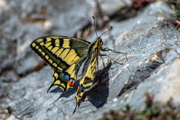 Papillon Machaon en été posé sur sur le sol , Alpes