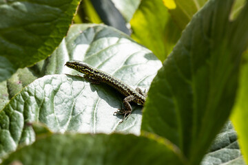 Lizard resting on a leaf warms up and rests, macro photography