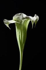 White bud of brugmansia flower isolated on black background, dark moody floral composition in baroque artistic rembrandt lighting style, fine art design