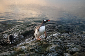 Fototapeta premium penguin on the rocks