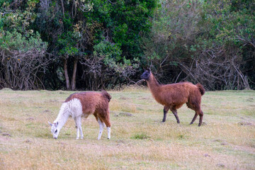 Llama in the highlands of South America.