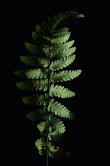 Leaf of fern isolated on black background, dark moody floral composition in baroque artistic rembrandt lighting style, fine art design © spiegelka
