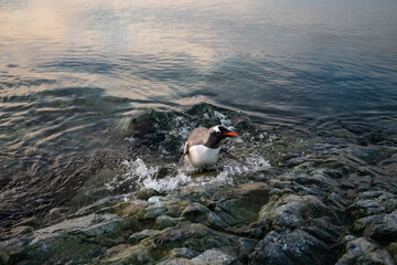 penguin on the rocks