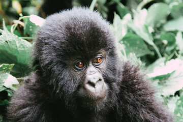 close up of a gorilla in virunga congo