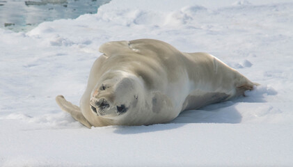 Obraz premium seal on the ice