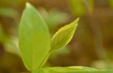 Green leaves on a branch