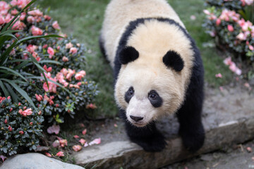 Obraz premium giant cute panda female