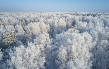 Aerial photo of nbirch forest in winter season. Drone shot of trees covered with hoarfrost and snow.