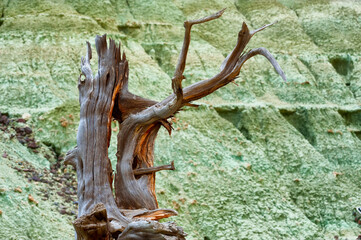 Close up of remnants of dead tree
