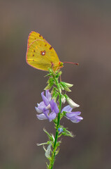 The yellow butterfly Colias hyale collects nectar on a forest flower on a summer day
