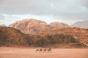 camels in the wadi rum desert