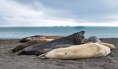 elephant seal south georgia
