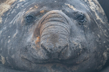 elephant seal south georgia