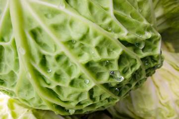 Green Chinese cabbage with water droplets at the Farmers Market, close-up of the intricate texture of the crunchy fibrous leaves, versatile vegetable used either fresh or cooked in a variety of dishes