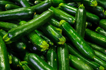 Fresh and shiny zucchinis or courgettes known also as summer squash, a delicious vegetable consumed either raw in salads or cooked, extremely versatile, tender and easy to include in many light dishes