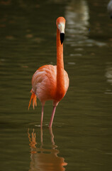 Flamant des Caraïbes,.Phoenicopterus ruber