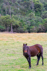 A horse in a field