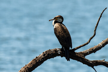 Martin pêcheur pie,.Ceryle rudis, Pied Kingfisher
