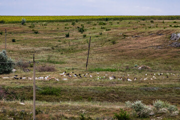 Fototapeta na wymiar Moldova, summer 2020. Flock of sheep in the field