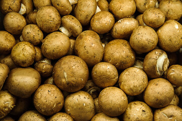 Agaricus bisporus or cremini mushrooms, common brown button fungi also known as baby bella or baby portobello, a very popular choice among vegan and vegetarian consumers as healthy alternative protein