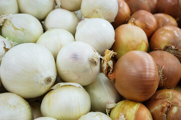 Different varieties of onions, Allium cepa, tasty vegetable with versatile uses for its pungent aroma and delicious taste, valued in fresh foods such as salads or cooked meals such as stews or soups