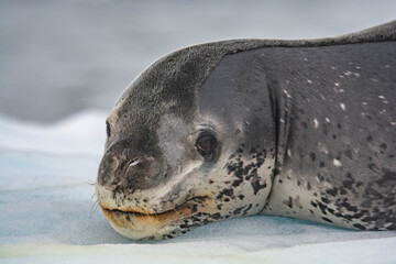 leopard seal Antarctica