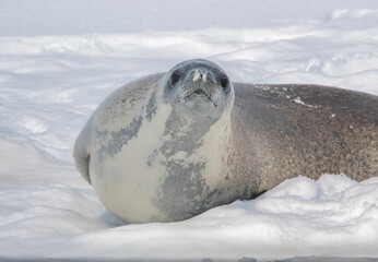 seal on the ice antarctica
