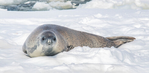 Obraz premium seal on the ice antarctica