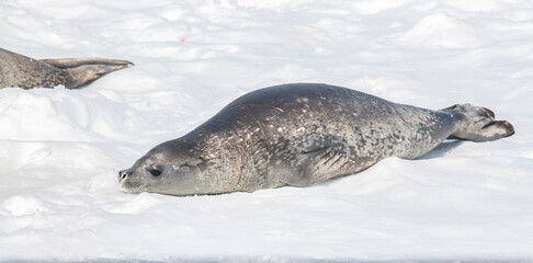 seal on the ice antarctica