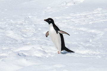 antarctic penguin