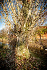 paisajes naturales en invierno con luces de la mañana	