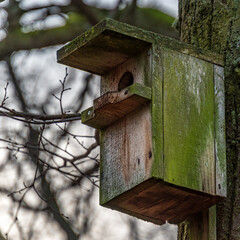 The bird cage is overgrown with green moss