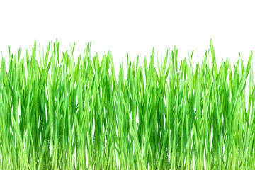 Fresh green wheat grass with drops dew on white